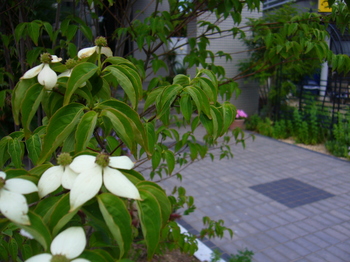 めし 368.jpg